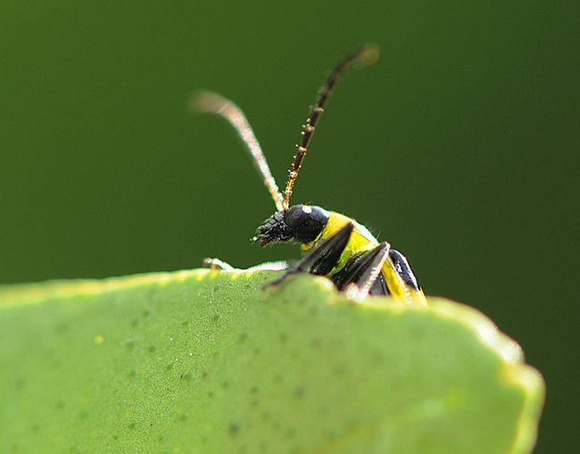 Antennae twitching rapidly, the spotted cucumber beetle looks around. (Photo by Kathy Keatley Garvey)