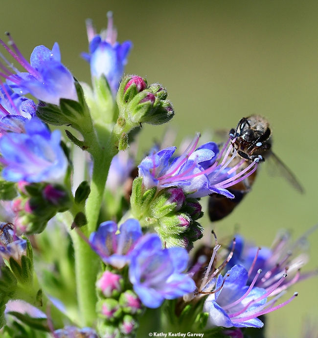 A honey bee can't get enough of the Pride of Madeira, Echium candicans. (Photo by Kathy Keatley Garvey)