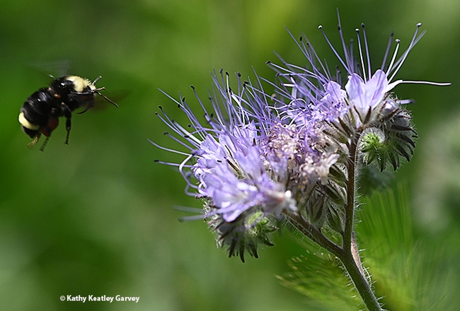 A yellow-faced bumble bees, Bombus vosnesenskii, heads for Phacelia. (Photo by Kathy Keatley Garvey)