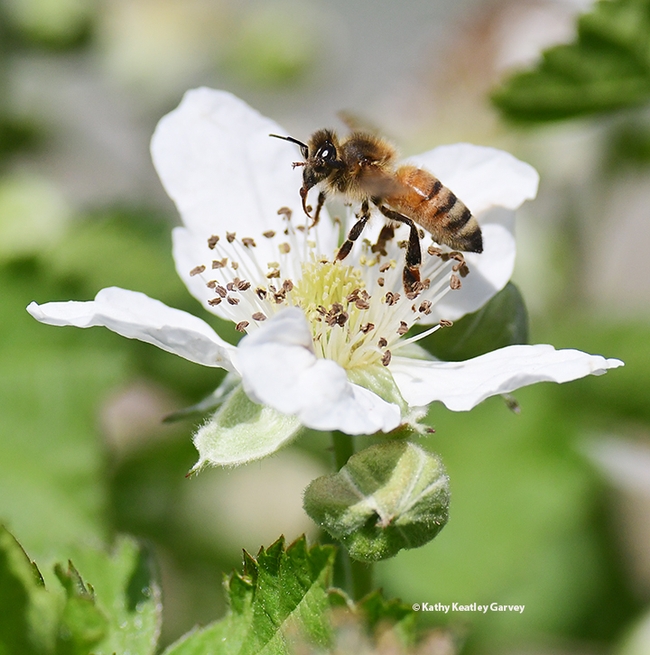 A honey bee nectaring on a berry blossom. (Photo by Kathy Keatley Garvey)