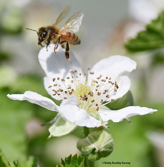 A honey bee takes flight--time to head for another berry blossom. (Photo by Kathy Keatley Garvey)