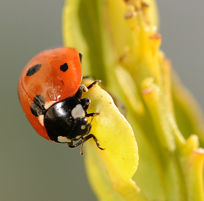 Ladybug, aka lady beetle, searching for aphids. (Photo by Kathy Keatley Garvey)