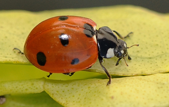 The ladybug's coloring warns 