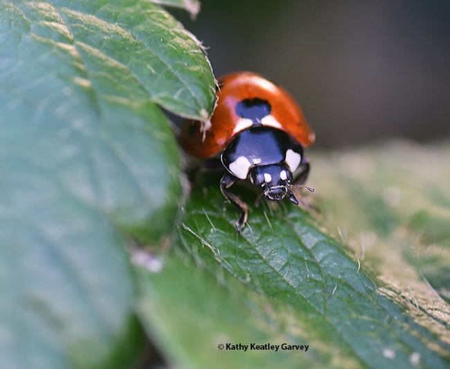 You called? Yes, those are my offspring. A lady beetle peers at the photographer. (Photo by Kathy Keatley Garvey)