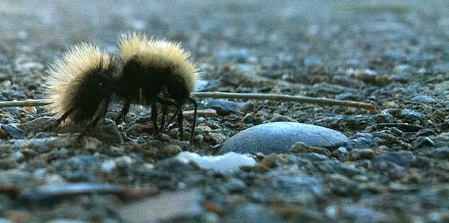 Equine Control Officer Laurie Christison of the Center for Equine Health captured this cell-phone image of a female velvet ant.