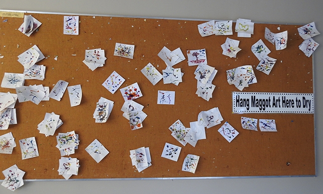 Maggot Art drying on a bulletin board. (Photo by Kathy Keatley Garvey)