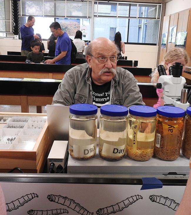 The jars in front of forensic entomologist Robert Kimsey contain maggot specimens. (Photo by Kathy Keatley Garvey)