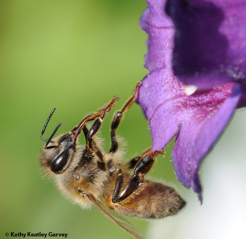 A honey bee ceases foraging to clean her tongue (proboscis). (Photo by Kathy Keatley Garvey)