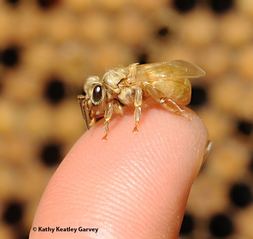 A newly emerged worker bee. (Photo by Kathy Keatley Garvey)
