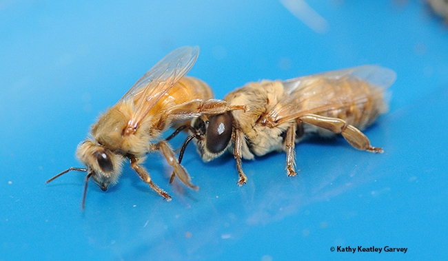 The worker bee (sterile female) is at left, and the drone (male) is at right. (Photo by Kathy Keatley Garvey)