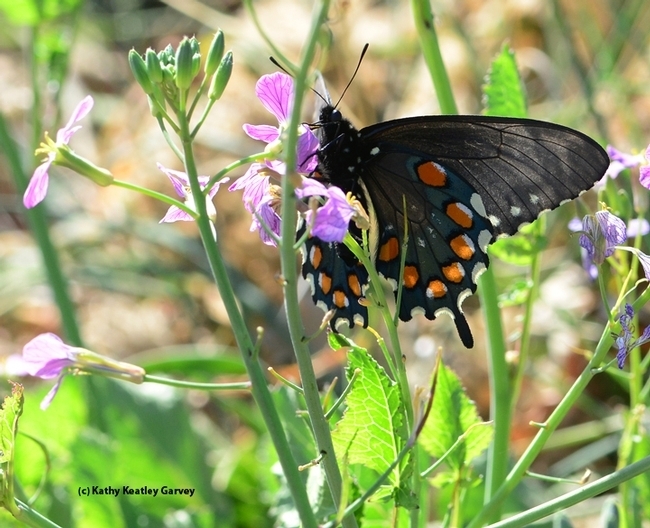 A pipevine swallowtail, Battus philenor, nectaring on wild radish off Gates Canyon Road, Vacaville, one of Art Shapiro's butterfly monitoring sites. (Photo by Kathy Keatley Garvey)