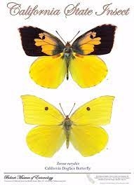 This Bohart poster of the dogface butterfly is the work of Greg Kareofelas and Fran Keller. The male (top) resembles the silhouette of a poodle.