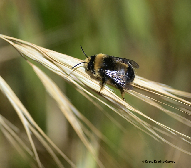 A digger bee, bumble bee mimic Anthophora bomboides stanfordiana, warming its flight muscles on Bodega Head on May 9, 2022. (Photo by Kathy Keatley Garvey)