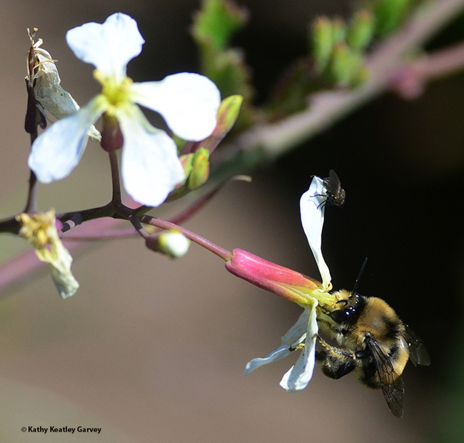 Two insects on one wildradish blossom: a fly and a digger bee, Anthophora bomboides stanfordiana, at Bodega Head on May 9, 2022. (Photo by Kathy Keatley Garvey)