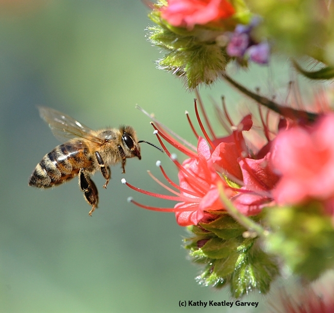 A honey bee heading for the tower of jewels, Echium wildpretii. (Photo by Kathy Keatley Garvey)