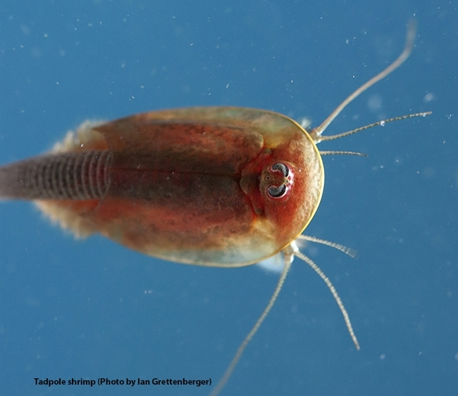 A close-up of a shrimp tadpole, a pest of rice. (Photo by Ian Grettenberger)