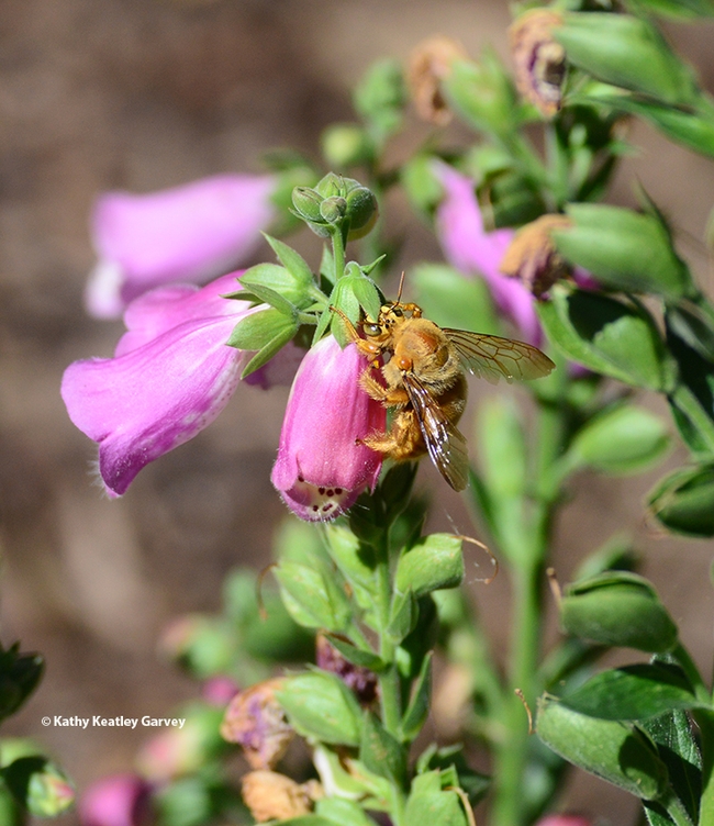 Ah, sweet nectar. This male Valley carpenter bee lingers a bit to sip the sweet reward. (Photo by Kathy Keatley Garvey)