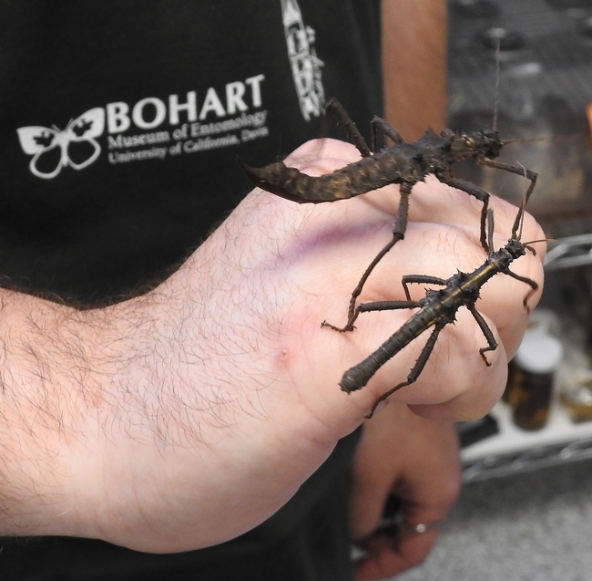 Two stick insects rest on the hand of Bohart lab assistant Brennen Dyer. (Photo by Kathy Keatley Garvey)