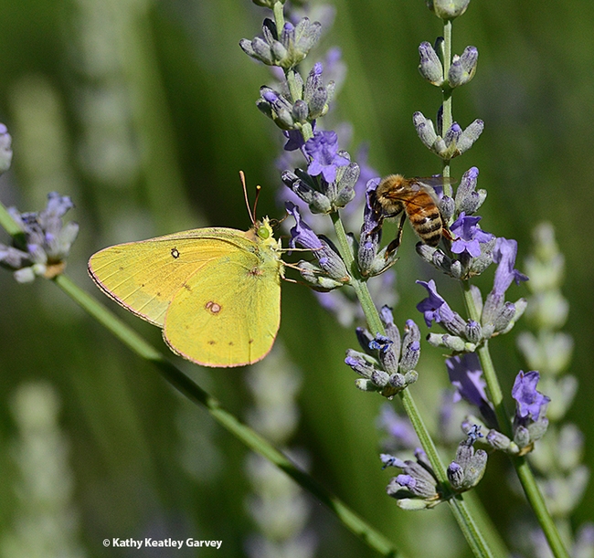 A sulphur butterfly, Colias eurytheme, and a honey bee, Apis mellifera, meet on lavender. The butterfly is a male, as identified by Art Shapiro, UC Davis distinguished professor of evolution and ecology. (Photo by Kathy Keatley Garvey)