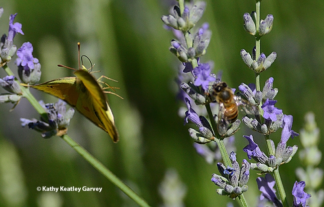The male butterfly, leery of the encroaching bee, takes flight. (Photo by Kathy Keatley Garvey)