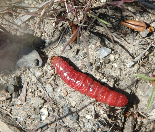 Red caterpillar on the move--but it probably won't be eaten by birds. (Photo by Teresa Willis)