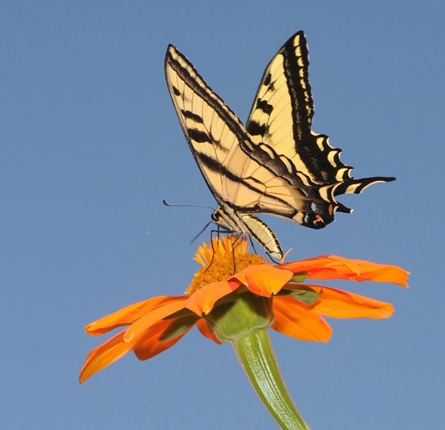 A Western tiger swallowtail (Papilio rutulus) lands on a Mexican sunflower, aka Tithonia, in the Haagen-Dazs Honey Bee Haven at UC Davis. (Photo by Kathy Keatley Garvey)