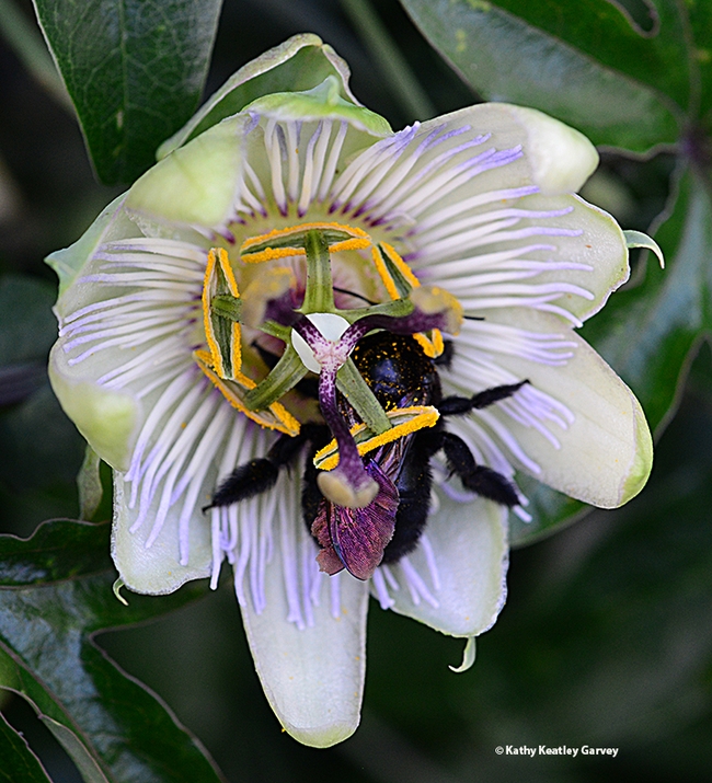 A dorsal view of a female Valley carpenter bee, Xylocopa sonorina, asleep on a passionflower vine. (Photo by Kathy Keatley Garvey)