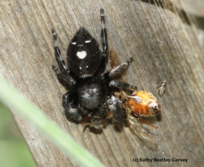This jumping spider has just nailed a honey bee. (Photo by Kathy Keatley Garvey)