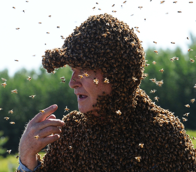 Norm Gary, bee wrangler, loves his bees. (Photo by Kathy Keatley Garvey)