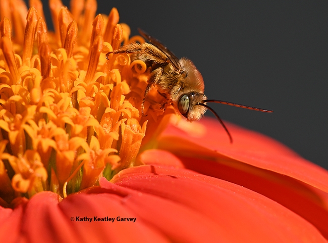 After spending the night sleeping on a Mexican sunflower, Tithonia rotundifola, a male longhorned bee, Melissodes agilis, starts to stir. (Photo by Kathy Keatley Garvey)