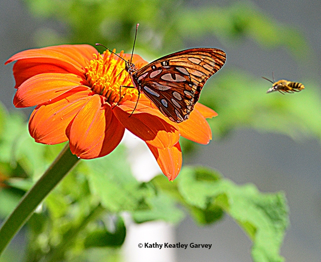 Another line of attack! The male longhorned bee aims straight for the Gulf Fritillary. (Photo by Kathy Keatley Garvey)