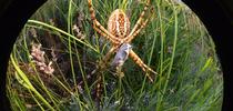 A striking garden spider, as seen through a fisheye lens. (Photo by Kathy Keatley Garvey) for Bug Squad Blog