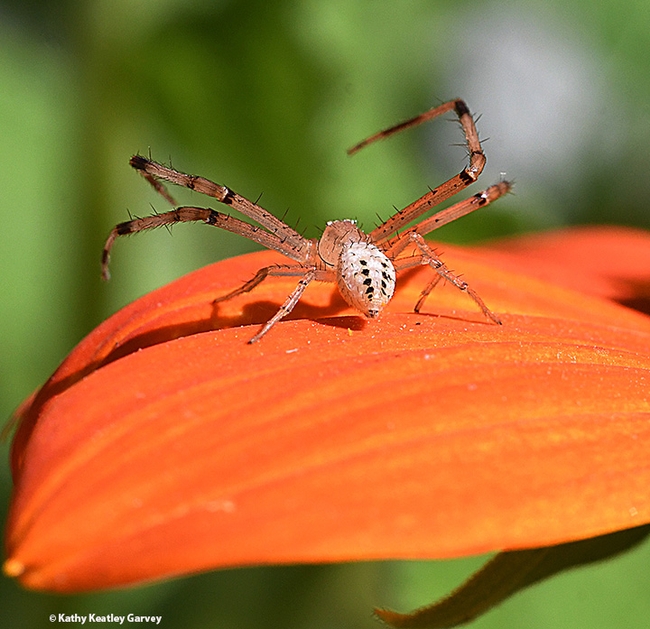 A crab spider scurries from a Mexican sunflower (Tithonia rotundifola) in search of prey. (Photo by Kathy Keatley Garvey)