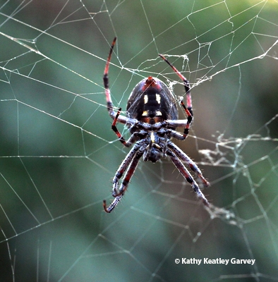 A orbweaver and its web. (Photo by Kathy Keatley Garvey)