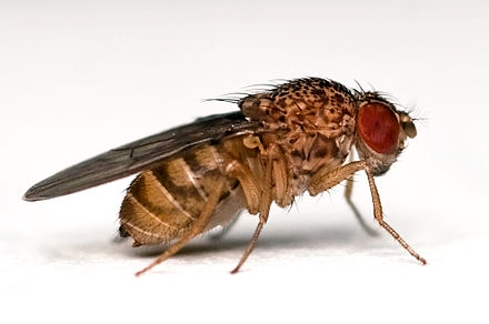 Drosophila repleta (Courtesy of Wikipedia)