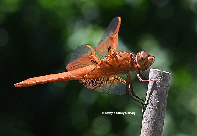 A red flameskimmer or firecracker skimmer  (Libellula saturata) perches on a tomato stake in a Vacaville pollinator garden. (Photo by Kathy Keatley Garvey)