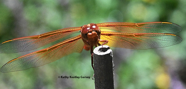 What's on the menu? Big Red, the flameskimmer, returns to his perch to eats his lunch. (Photo by Kathy Keatley Garvey)