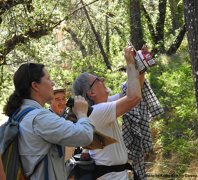 Tabatha Yang and Steve Heydon of the Bohart crew photograph California dogface butterflies. In back is Bohart associate Greg Kareofelas. 