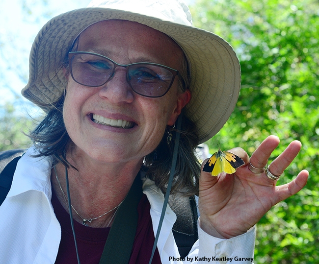 Professor Fran Keller of Folsom Lake College and a Bohart Museum scientist shows a male California dogface butterfly she collected. (Photo by Kathy Keatley Garvey)