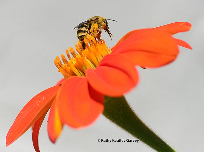 Proboscis out, the female Melissodes agilis is finished foraging on the Mexican sunflower, Tithonia rotundifola, and ready to leave. (Photo by Kathy Keatley Garvey)