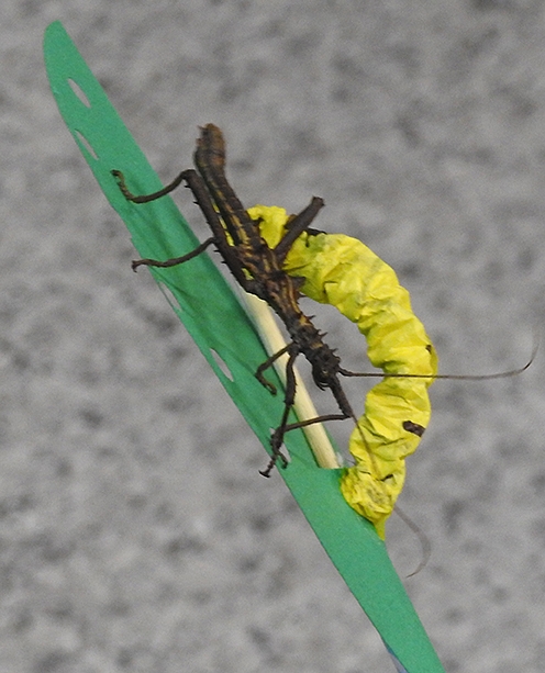 A stick insect, aka walking sticks, walks on a caterpillar puppet. (Photo by Kathy Keatley Garvey)