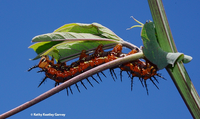 A sky-high Gulf Fritillary caterpillar munches on a passionflower vine (Passiflora). (Photo by Kathy Keatley Garvey)