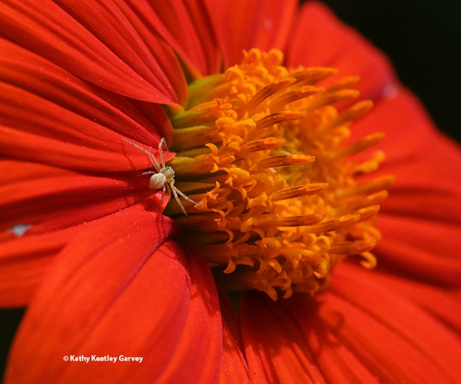 A crab spider on a Mexican sunflower is ready to ambush prey.  (Photo by Kathy Keatley Garvey)