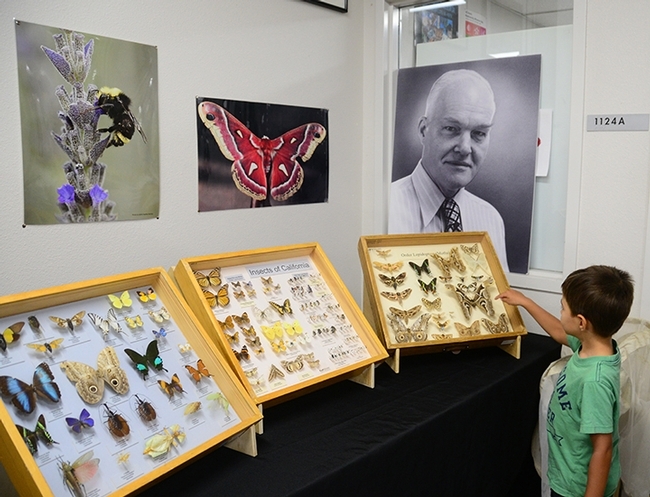 Moth displays, with specimens collected worldwide, are a big attraction at the Bohart Museum of Entomology during Moth Night. That's noted entomologist Richard Bohart in the framed photo. (Photo by Kathy Keatley Garvey)