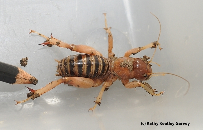 The Jerusalem cricket is among the largest insects found in western North America, according to UC Davis distinguished professor Lynn Kimsey, director of the Bohart Museum. (Photo by Kathy Keatley Garvey)
