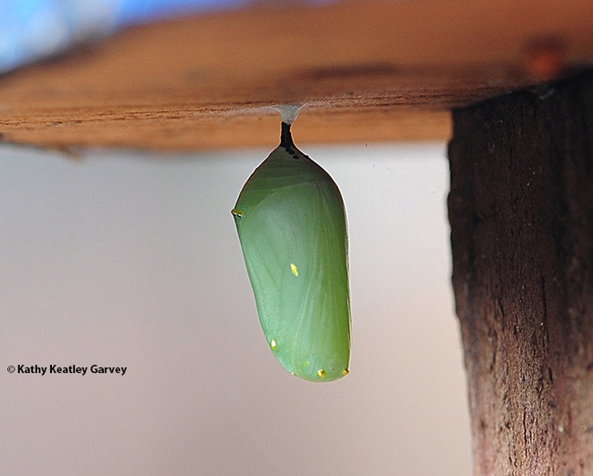 A monarch chrysalis attached to the underside of a bird feeder. (Photo by Kathy Keatley Garvey)
