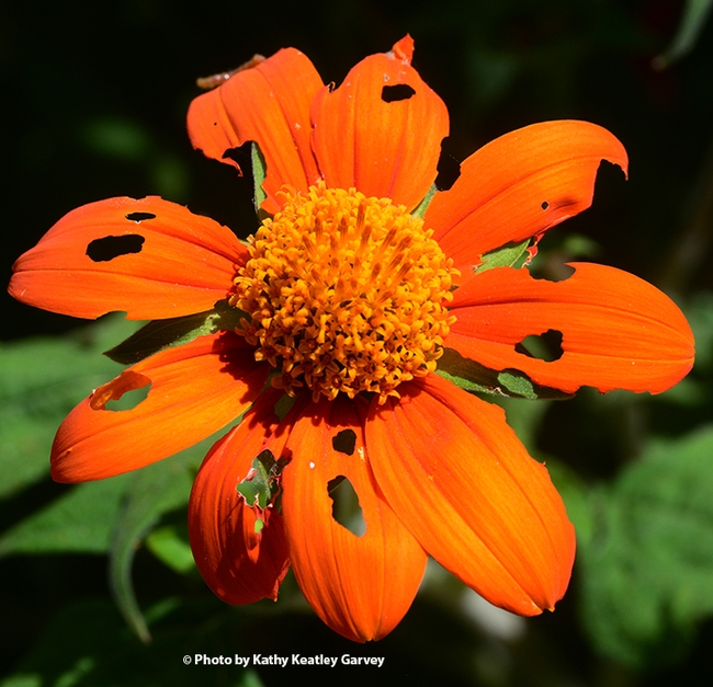 The end result: a Mexican sunflower you wouldn't want to enter in a county fair. (Photo by Kathy Keatley Garvey)