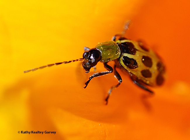 Close-up of a western spotted cucumber beetle. (Photo by Kathy Keatley Garvey)