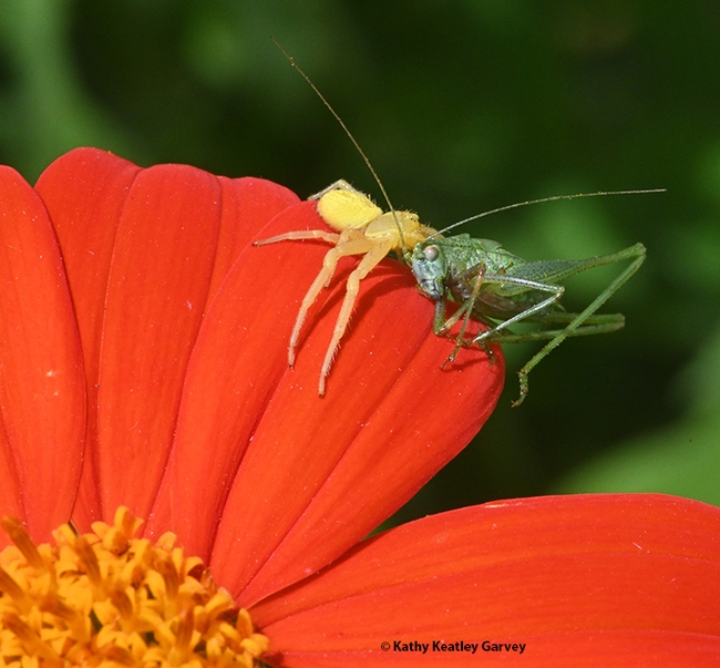 The crab spider drags its prey to the edge of the Mexican sunflower. (Photo by Kathy Keatley Garvey)