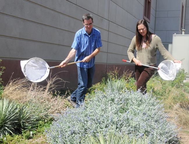 Assistant professor Neal Williams and Kimiora Ward, research associate from the Williams lab, collect bees.  (Photo by Kathy Keatley Garvey)